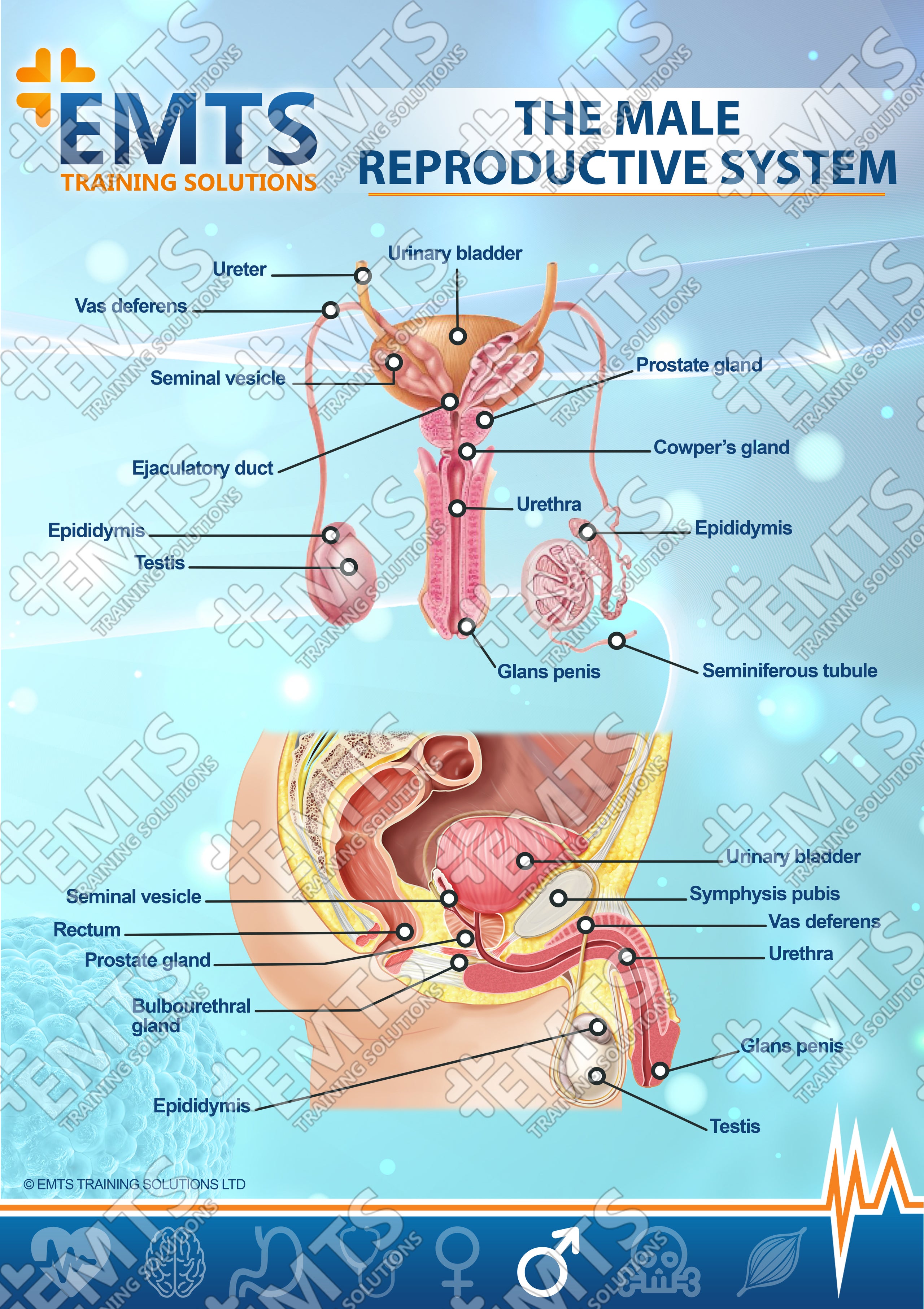Anatomy Of The Male Reproductive System 2895